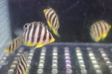 画像6: 【海水魚・ヤッコ】【通販】人工飼料OK♪国産ブリード シマヤッコ(XSサイズ）(1匹)（±3-3.5cm）（サンプル画像）（生体）(海水魚) (6)