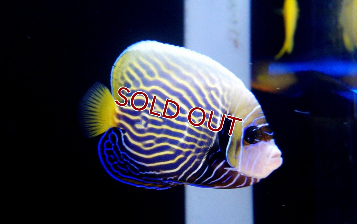画像1: 【海水魚・ヤッコ】ウズキン  (1匹)±10-12cm(サンプル画像）（生体）(海水魚)（サンゴ） (1)