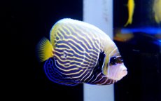 画像1: 【海水魚・ヤッコ】ウズキン  (1匹)±10-12cm(サンプル画像）（生体）(海水魚)（サンゴ） (1)