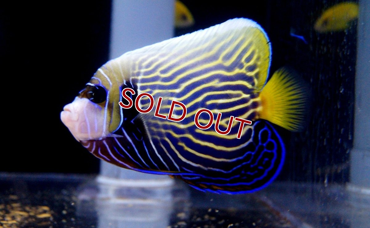 画像2: 【海水魚・ヤッコ】ウズキン  (1匹)±10-12cm(サンプル画像）（生体）(海水魚)（サンゴ） (2)