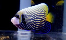 画像2: 【海水魚・ヤッコ】ウズキン  (1匹)±10-12cm(サンプル画像）（生体）(海水魚)（サンゴ） (2)
