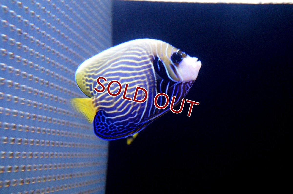 画像3: 【海水魚・ヤッコ】ウズキン  (1匹)±10-12cm(サンプル画像）（生体）(海水魚)（サンゴ） (3)