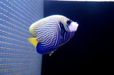 画像3: 【海水魚・ヤッコ】ウズキン  (1匹)±10-12cm(サンプル画像）（生体）(海水魚)（サンゴ） (3)