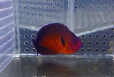 画像1: 【海水魚・ヤッコ】【通販】ルリヤッコ (1匹)±5-6cm(サンプル画像）（生体）(海水魚)（サンゴ） (1)