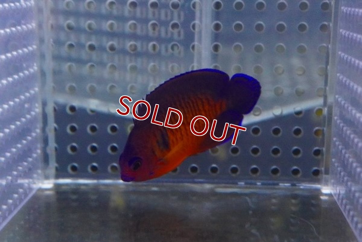 画像2: 【海水魚・ヤッコ】ルリヤッコ (1匹)±5-6cm(サンプル画像）（生体）(海水魚)（サンゴ） (2)