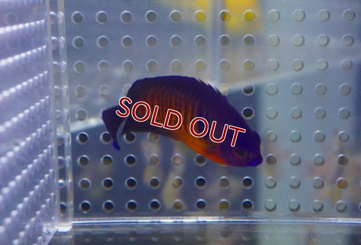 画像3: 【海水魚・ヤッコ】ルリヤッコ (1匹)±5-6cm(サンプル画像）（生体）(海水魚)（サンゴ） (3)