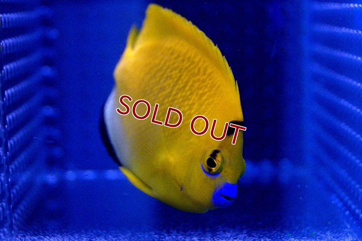 画像2: 【海水魚・ヤッコ】シテンヤッコ(Mサイズ) (1匹)±11-14cm(サンプル画像）（生体）(海水魚)（サンゴ） (2)