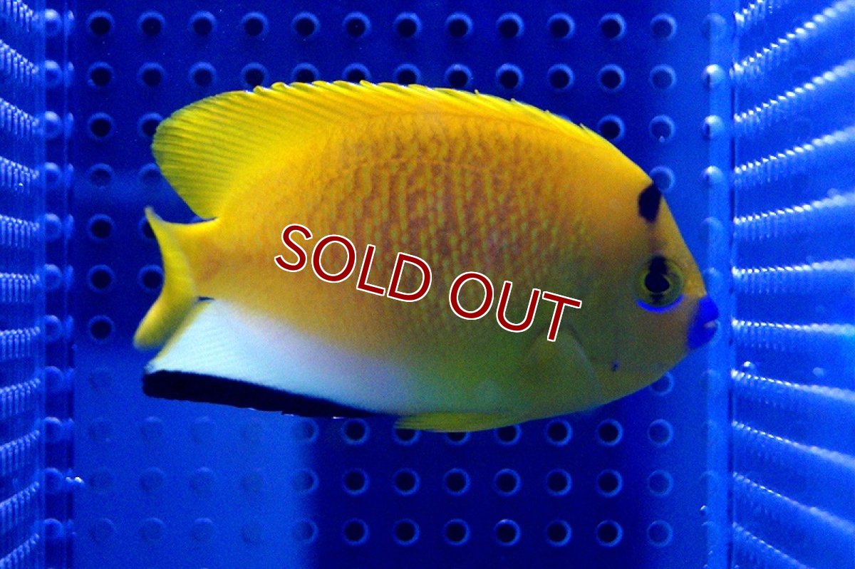 画像3: 【海水魚・ヤッコ】シテンヤッコ(Mサイズ) (1匹)±11-14cm(サンプル画像）（生体）(海水魚)（サンゴ） (3)