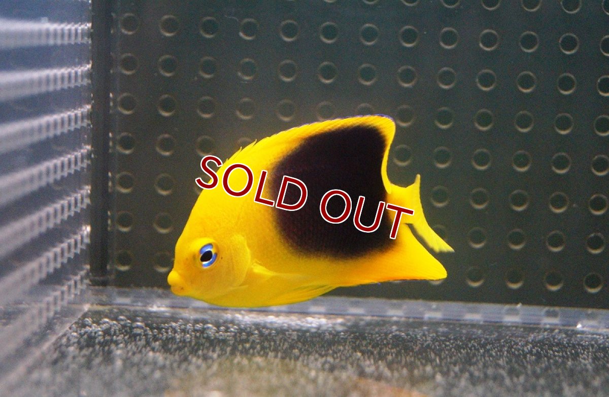 画像2: 【海水魚・ヤッコ】ロックビューティー （S)(1匹)±5-6cm(サンプル画像）（生体）(海水魚)（サンゴ） (2)