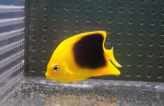 画像2: 【10%OFFクーポン対象商品】【海水魚・ヤッコ】ロックビューティー （S)(1匹)±5-6cm(サンプル画像）（生体）(海水魚)（サンゴ） (2)