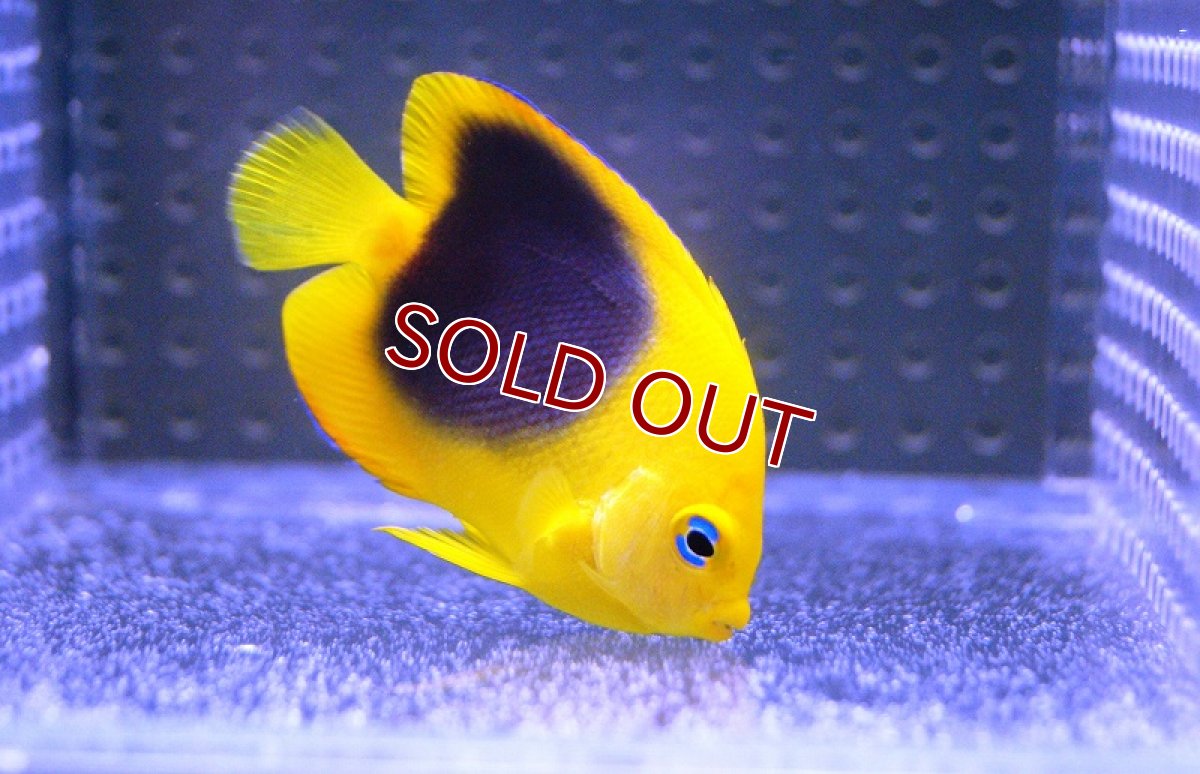 画像3: 【海水魚・ヤッコ】ロックビューティー （S)(1匹)±5-6cm(サンプル画像）（生体）(海水魚)（サンゴ） (3)