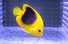 画像3: 【10%OFFクーポン対象商品】【海水魚・ヤッコ】ロックビューティー （S)(1匹)±5-6cm(サンプル画像）（生体）(海水魚)（サンゴ） (3)