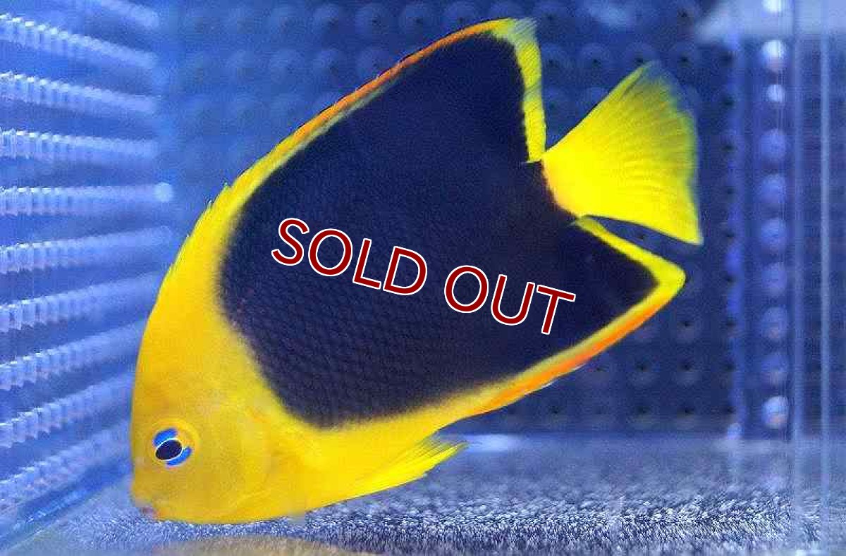 画像2: 【海水魚・ヤッコ】ロックビューティー （SM)(1匹)±6-7cm(サンプル画像）（生体）(海水魚)（サンゴ） (2)