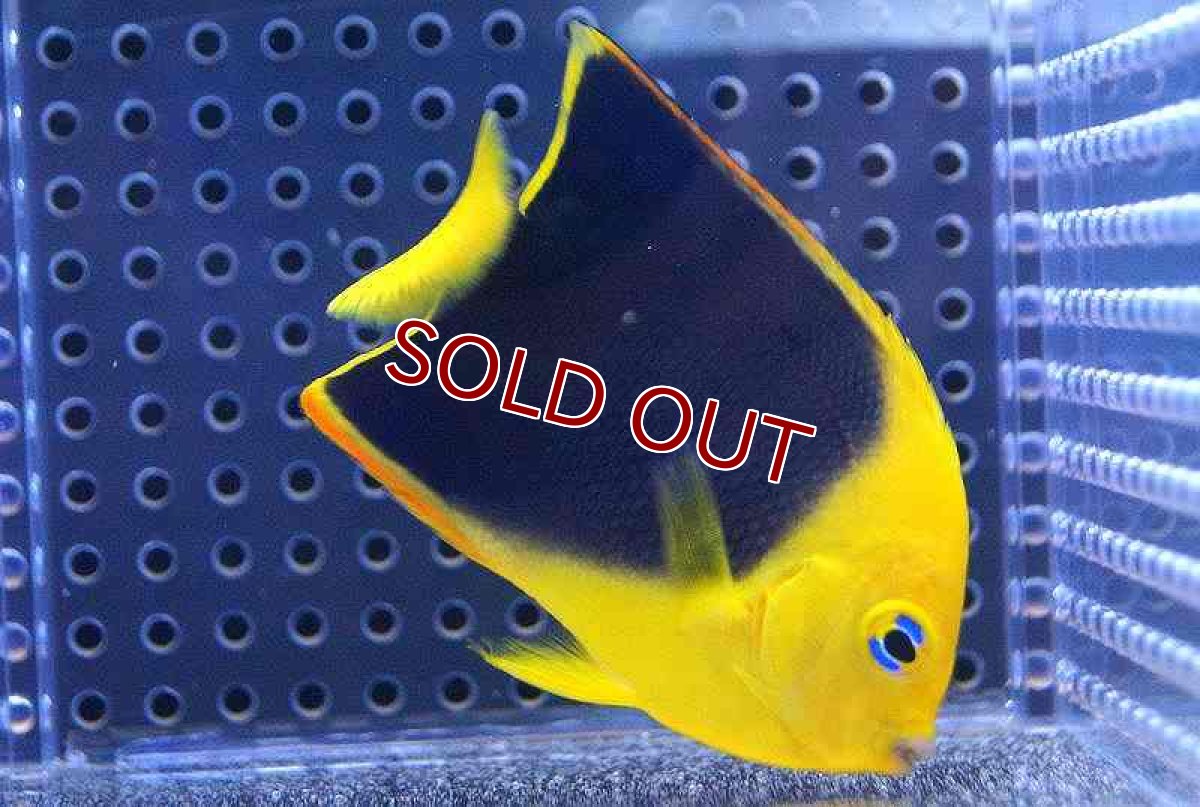 画像3: 【海水魚・ヤッコ】ロックビューティー （SM)(1匹)±6-7cm(サンプル画像）（生体）(海水魚)（サンゴ） (3)