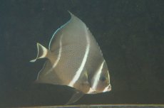 画像1: 【海水魚・ヤッコ】【通販】グレーエンゼル(M) (1匹)±10-12cm(サンプル画像）（生体）(海水魚)（サンゴ） (1)