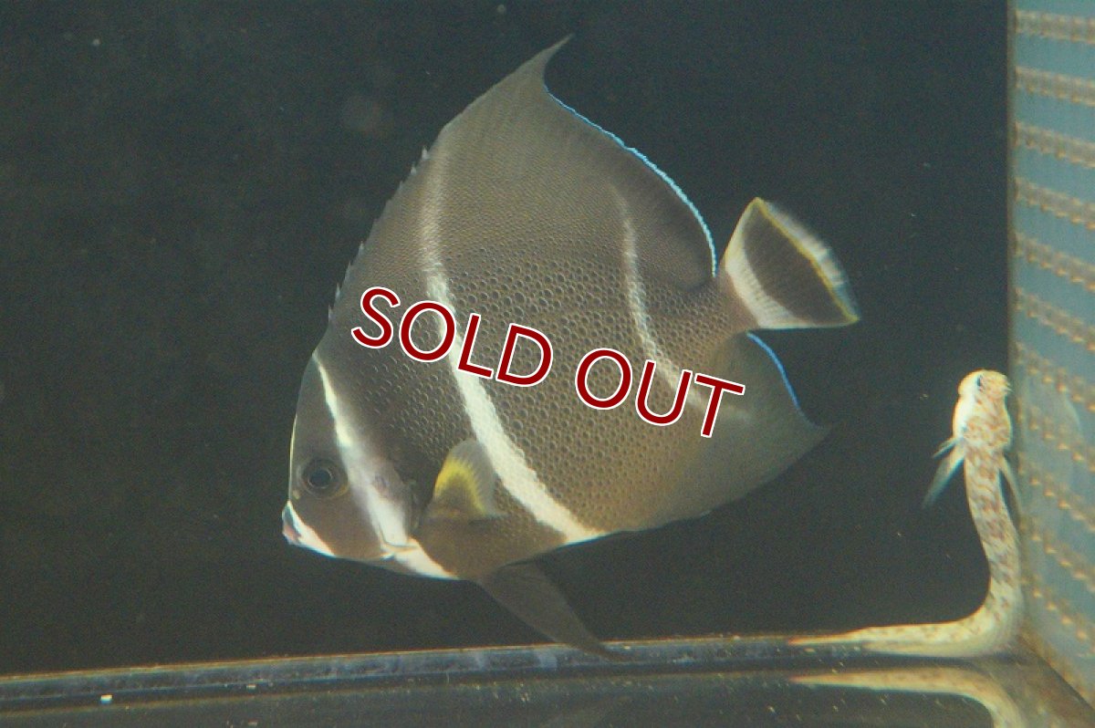 画像2: 【海水魚・ヤッコ】グレーエンゼル(M) (1匹)±10-12cm(サンプル画像）（生体）(海水魚)（サンゴ） (2)