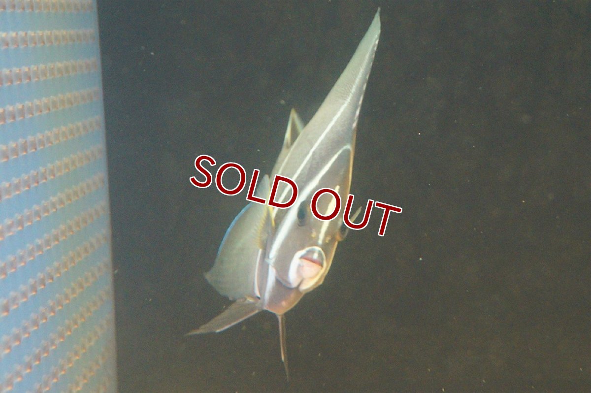 画像3: 【海水魚・ヤッコ】グレーエンゼル(M) (1匹)±10-12cm(サンプル画像）（生体）(海水魚)（サンゴ） (3)