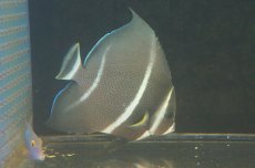 画像4: 【海水魚・ヤッコ】【通販】グレーエンゼル(M) (1匹)±10-12cm(サンプル画像）（生体）(海水魚)（サンゴ） (4)