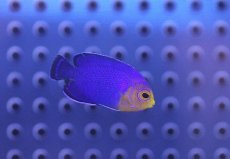 画像1: 【海水魚】【通販】チェルブピグミーエンゼル (1匹)±3-4cm(サンプル画像）（生体）(海水魚)（サンゴ） (1)