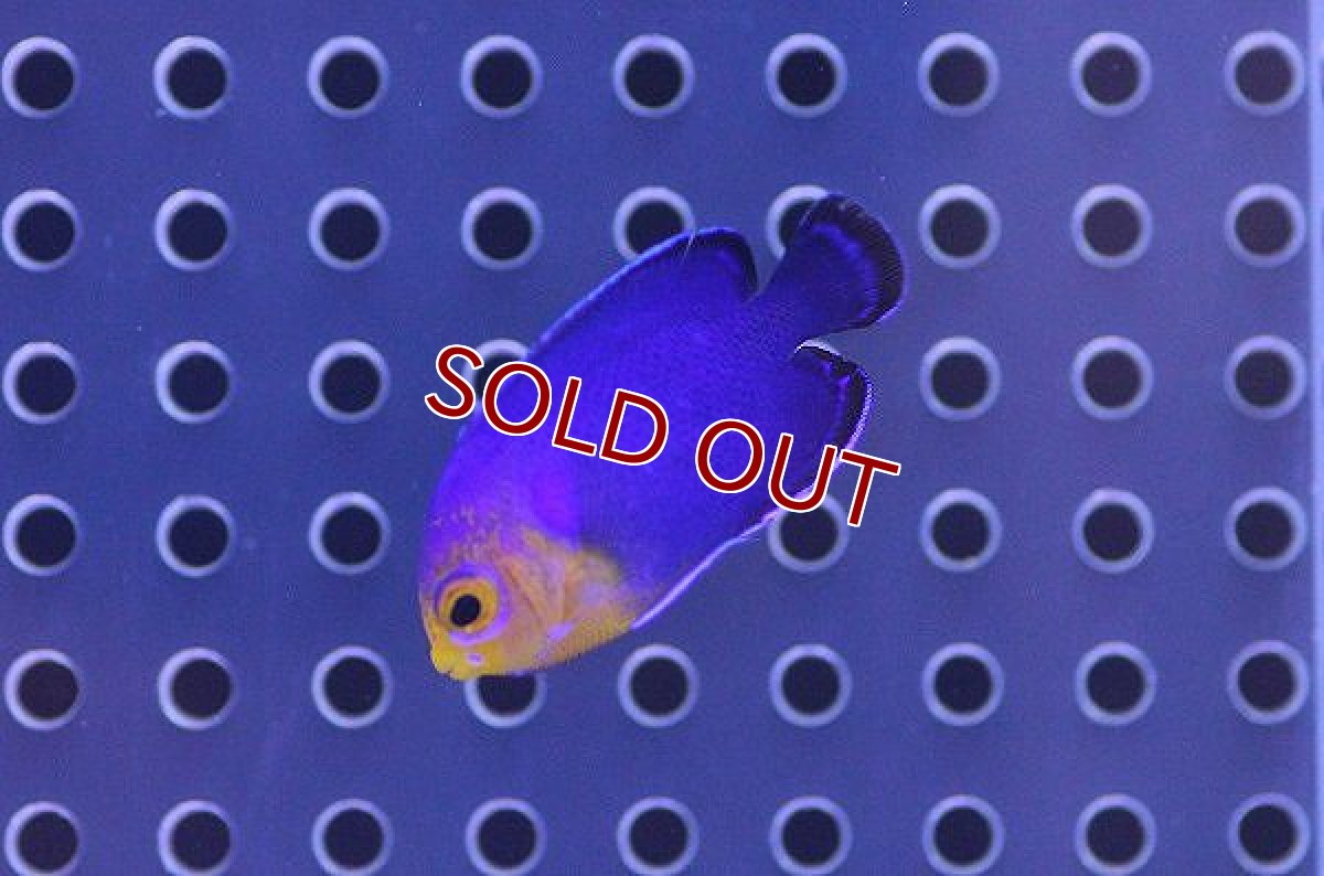 画像2: 【海水魚】チェルブピグミーエンゼル (1匹)±3-4cm(サンプル画像）（生体）(海水魚)（サンゴ） (2)