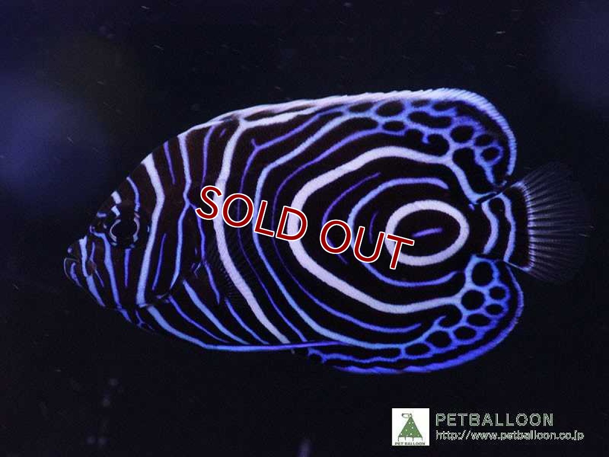 画像1: 【海水魚】ウズマキ (SMサイズ）(1匹)±5-6cm(サンプル画像）（生体）(海水魚)（サンゴ） (1)