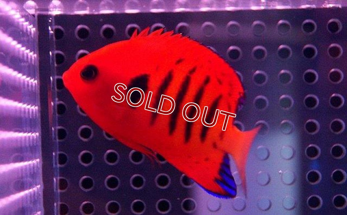 画像2: 【海水魚】フレームエンゼル (クリスマス島産) SMサイズ(1匹)5cm前後(サンプル画像）（生体）(海水魚)（サンゴ） (2)