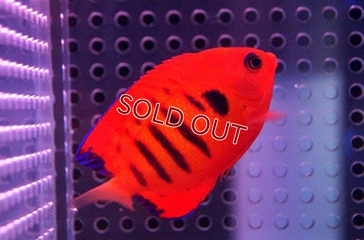 画像3: 【海水魚】フレームエンゼル (クリスマス島産) SMサイズ(1匹)5cm前後(サンプル画像）（生体）(海水魚)（サンゴ） (3)