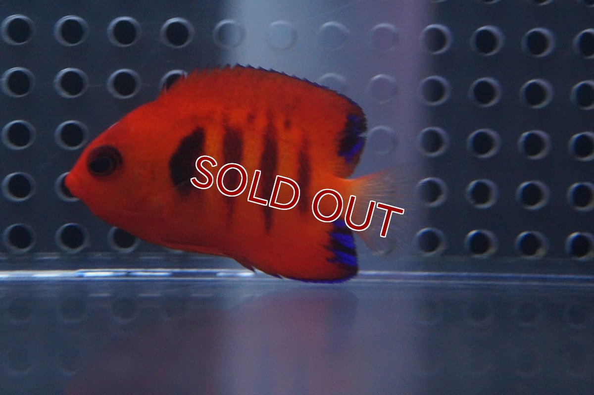 画像2: 【海水魚】フレームエンゼル (クリスマス島産) XSサイズ(1匹)3.5-4ｃｍ前後(サンプル画像）（生体）(海水魚)（サンゴ） (2)