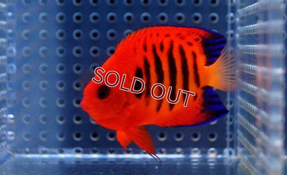 画像2: 【海水魚】フレームエンゼル (クリスマス島産) Lサイズ(1匹)6-7cm前後(サンプル画像）（生体）(海水魚)（サンゴ） (2)