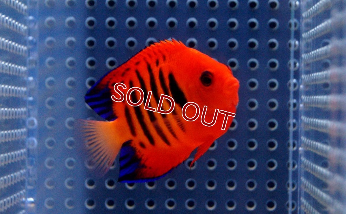 画像3: 【海水魚】フレームエンゼル (クリスマス島産) Lサイズ(1匹)6-7cm前後(サンプル画像）（生体）(海水魚)（サンゴ） (3)