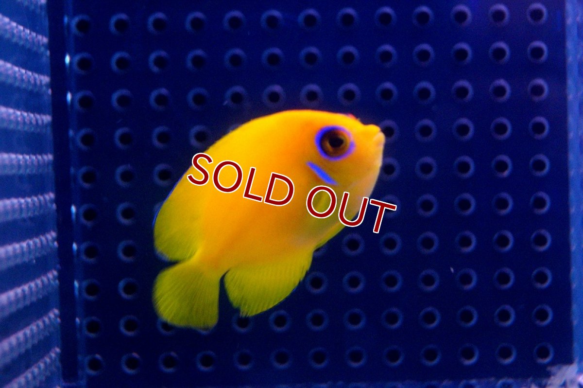 画像2: 【海水魚】レモンピール( S-SMサイズ)(1匹)5-6cm前後(サンプル画像）（生体）(海水魚)（サンゴ） (2)