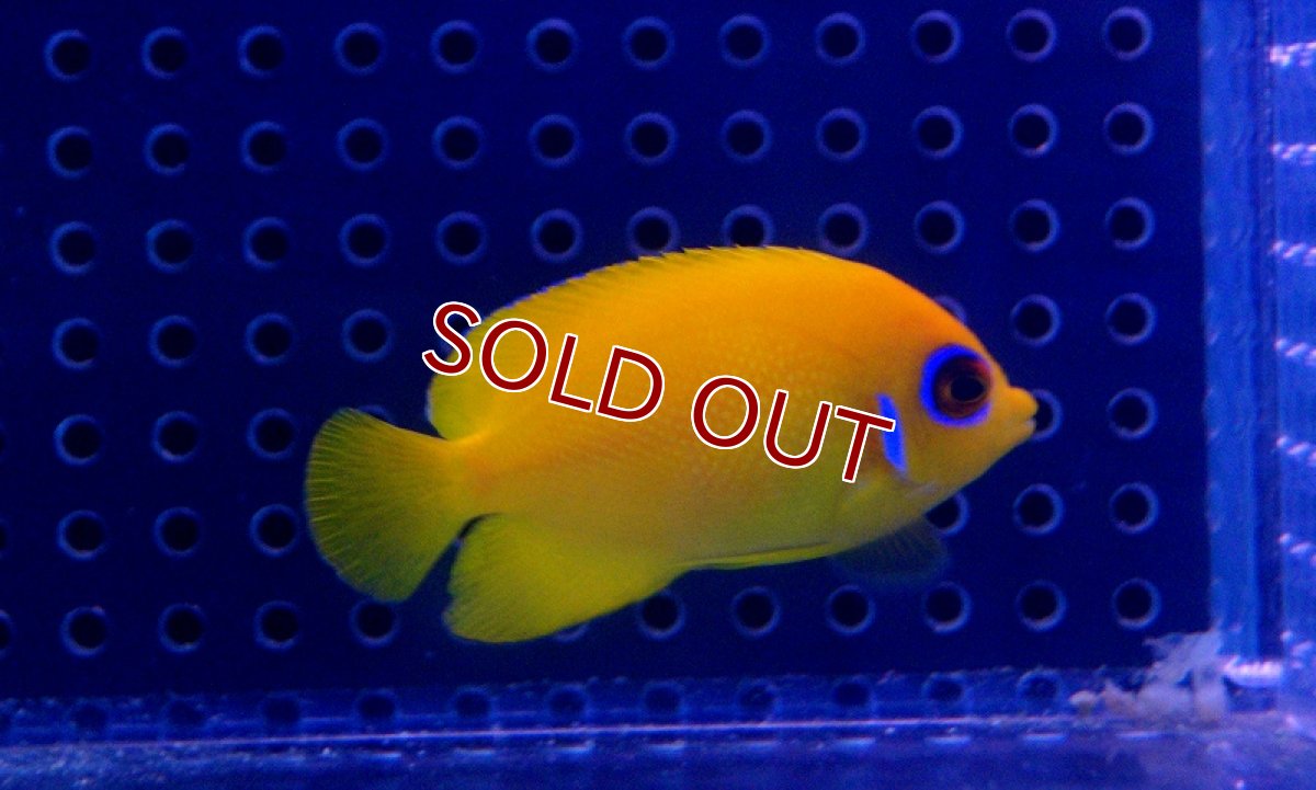 画像3: 【海水魚】レモンピール( S-SMサイズ)(1匹)5-6cm前後(サンプル画像）（生体）(海水魚)（サンゴ） (3)