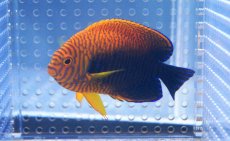 画像1: 【海水魚】【通販】ポッターズエンゼル(L-XLサイズ) (1匹)8-9cm前後(サンプル画像）（生体）(海水魚)（サンゴ） (1)