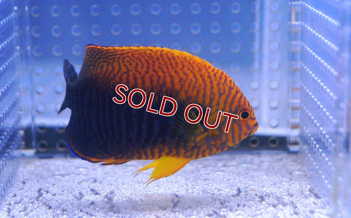 画像2: 【海水魚】ポッターズエンゼル(L-XLサイズ) (1匹)8-9cm前後(サンプル画像）（生体）(海水魚)（サンゴ） (2)