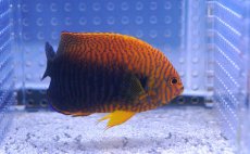 画像2: 【海水魚】【通販】ポッターズエンゼル(L-XLサイズ) (1匹)8-9cm前後(サンプル画像）（生体）(海水魚)（サンゴ） (2)