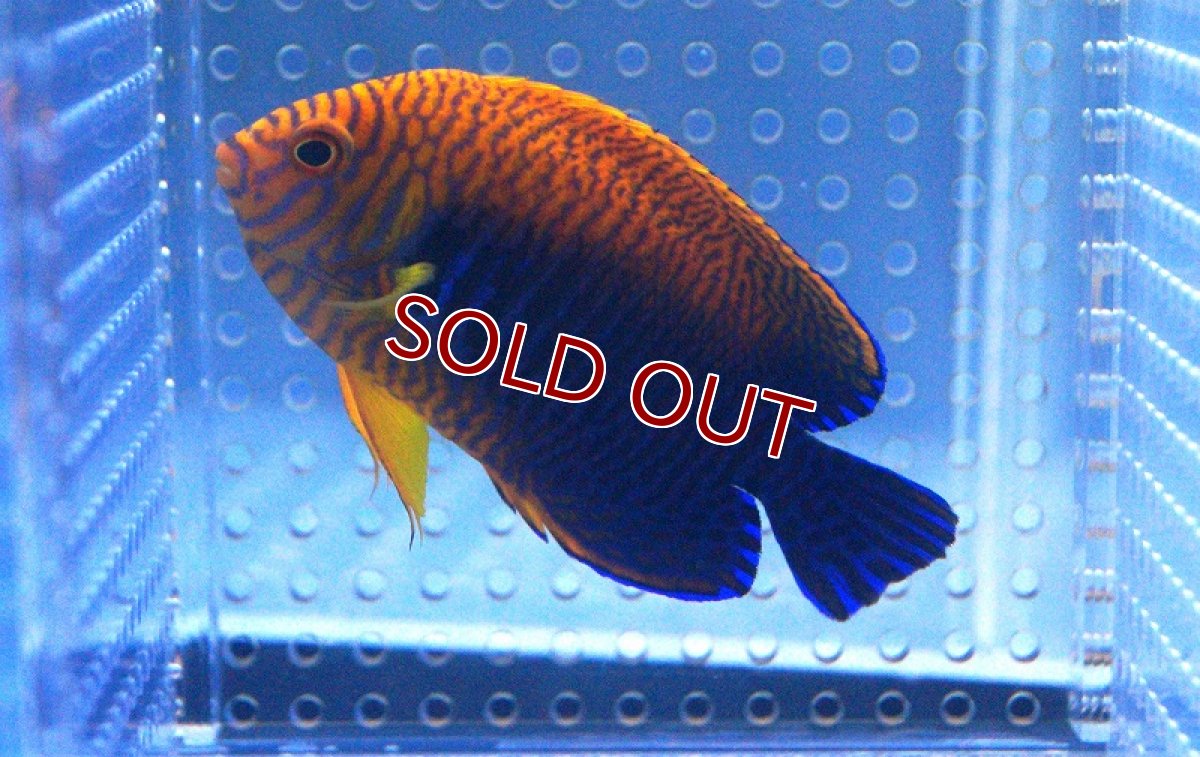 画像3: 【海水魚】ポッターズエンゼル(L-XLサイズ) (1匹)8-9cm前後(サンプル画像）（生体）(海水魚)（サンゴ） (3)