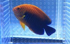 画像3: 【海水魚】【通販】ポッターズエンゼル(L-XLサイズ) (1匹)8-9cm前後(サンプル画像）（生体）(海水魚)（サンゴ） (3)