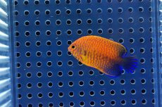 画像1: 【海水魚】【通販】ポッターズエンゼル （XSサイズ）(1匹)4-5cm前後(サンプル画像）（生体）(海水魚)（サンゴ） (1)