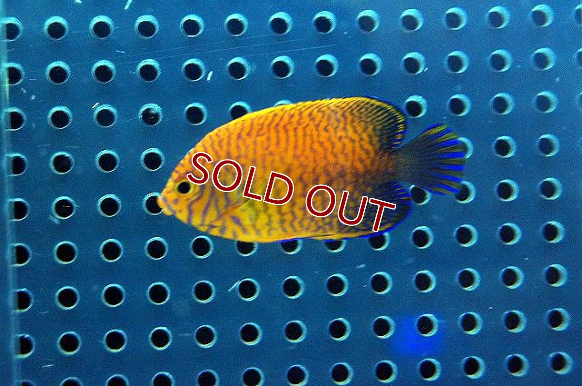 画像2: 【海水魚】ポッターズエンゼル （XSサイズ）(1匹)4-5cm前後(サンプル画像）（生体）(海水魚)（サンゴ） (2)