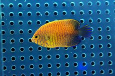 画像2: 【海水魚】【通販】ポッターズエンゼル （XSサイズ）(1匹)4-5cm前後(サンプル画像）（生体）(海水魚)（サンゴ） (2)