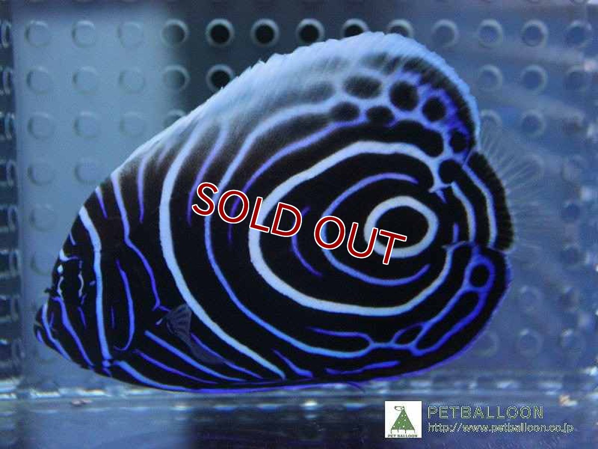 画像1: 【アーリーサマーセール10%OFFクーポン番号（10）対象商品 海水魚】【海水魚】ウズマキ （Mサイズ)(1匹)7-8cm前後(サンプル画像）（生体）(海水魚)（サンゴ） (1)