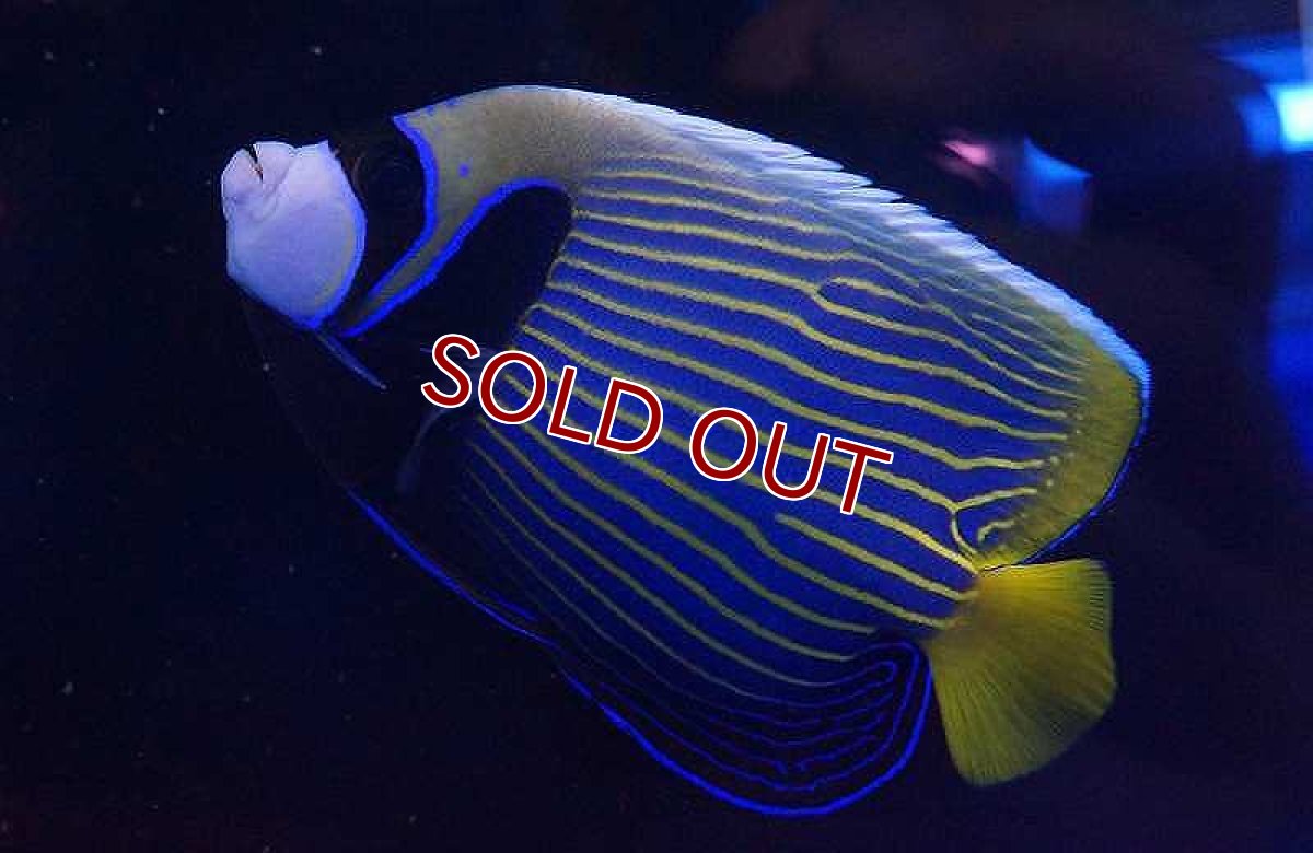 画像2: 【海水魚】タテジマキンチャクダイ　(インド洋・美ライン)(1匹)13-15cm前後(サンプル画像）（生体）(海水魚)（サンゴ） (2)