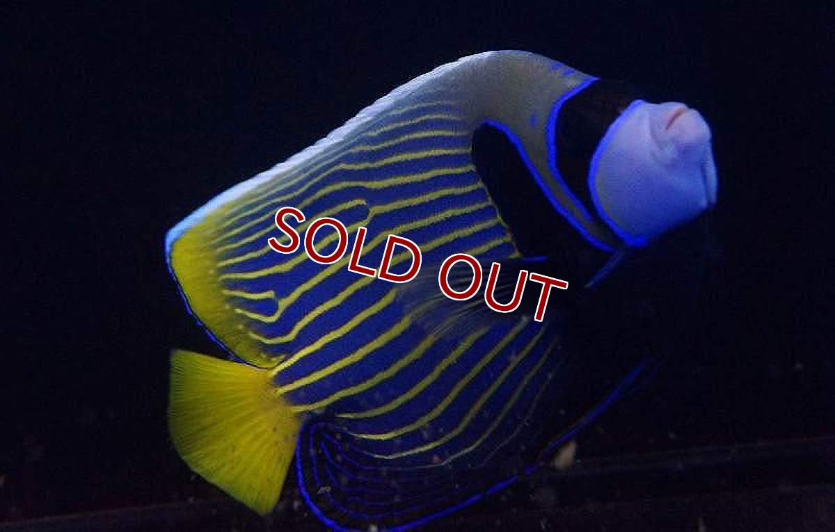 画像3: 【海水魚】タテジマキンチャクダイ　(インド洋・美ライン)(1匹)13-15cm前後(サンプル画像）（生体）(海水魚)（サンゴ） (3)