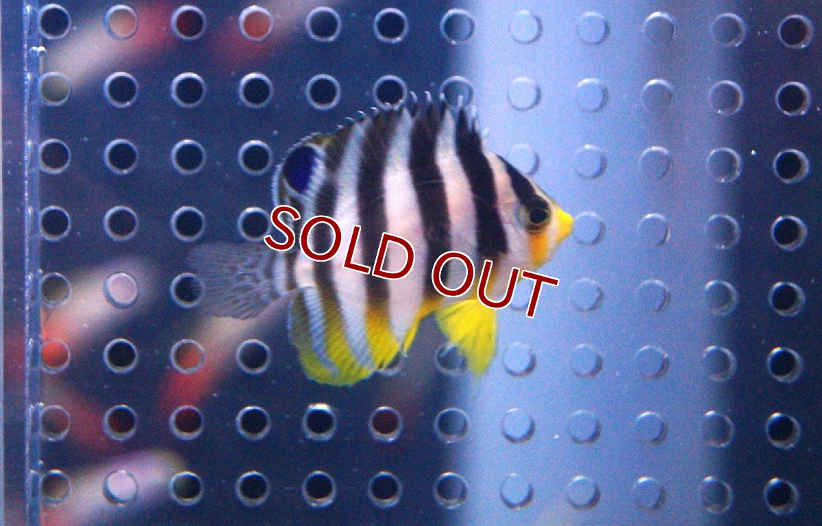 画像2: 【海水魚】シマヤッコ(XS)(1匹)30-35mm前後(サンプル画像）（生体）(海水魚)（サンゴ） (2)