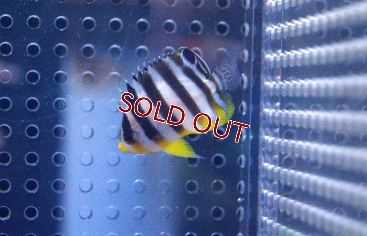 画像3: 【海水魚】シマヤッコ(XS)(1匹)30-35mm前後(サンプル画像）（生体）(海水魚)（サンゴ） (3)