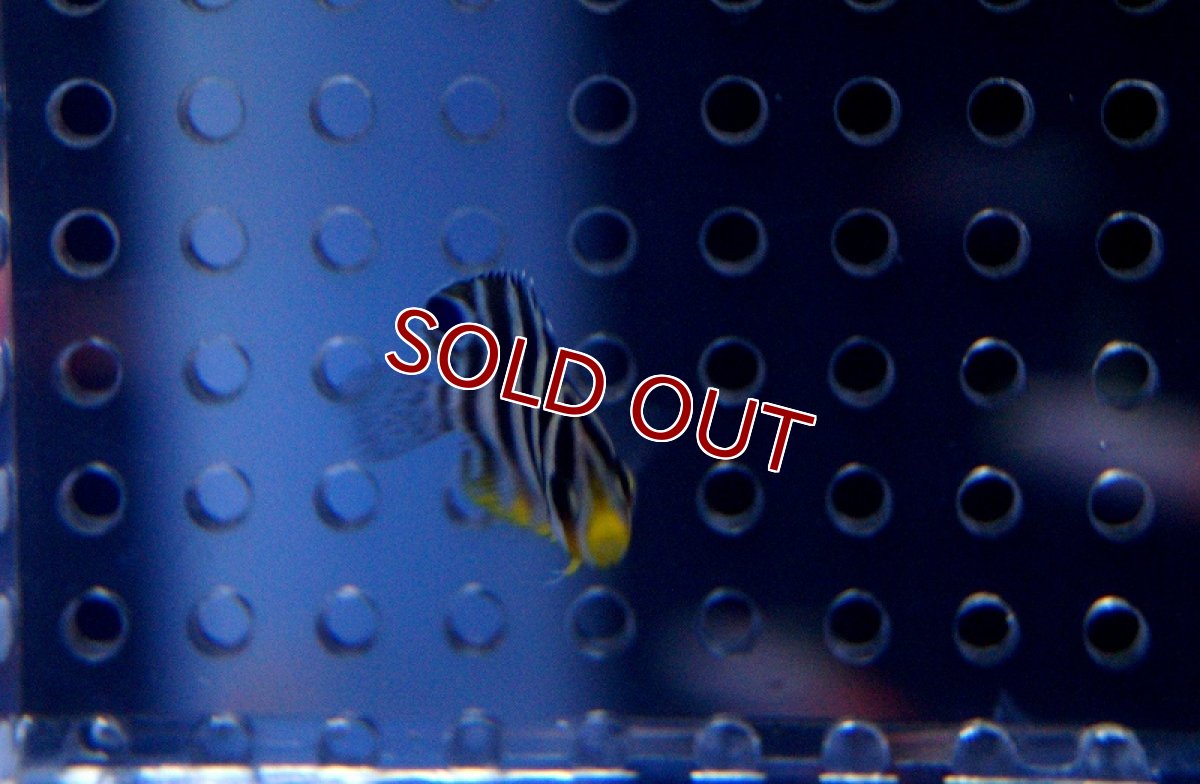 画像2: 【海水魚】シマヤッコ(Super Tiny)(1匹)±20mm前後　(サンプル画像）（生体）(海水魚)（サンゴ） (2)