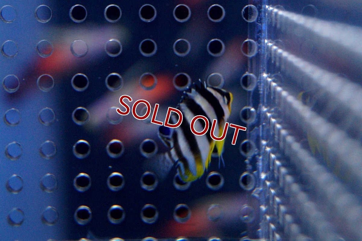 画像3: 【海水魚】シマヤッコ(Super Tiny)(1匹)±20mm前後　(サンプル画像）（生体）(海水魚)（サンゴ） (3)