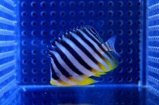 画像1: 【海水魚】【通販】シマヤッコ(S-SMサイズ)(1匹)40-45ｍｍ前後(サンプル画像）（生体）(海水魚)（サンゴ） (1)