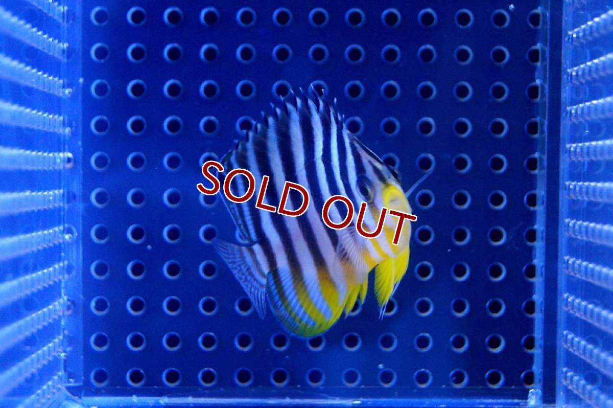 画像2: 【海水魚】シマヤッコ(S-SMサイズ)(1匹)40-45ｍｍ前後(サンプル画像）（生体）(海水魚)（サンゴ） (2)