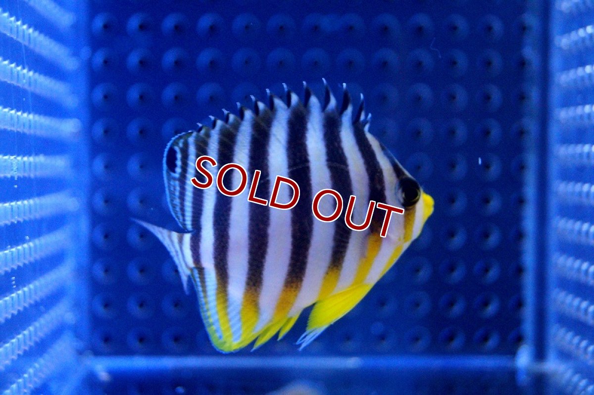 画像3: 【海水魚】シマヤッコ(S-SMサイズ)(1匹)40-45ｍｍ前後(サンプル画像）（生体）(海水魚)（サンゴ） (3)